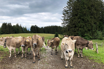 Read more about the article Allgäu 2020
